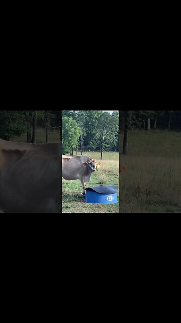 Jersey Cows are Weird #shorts #homesteading