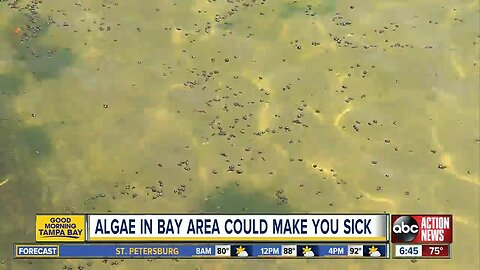 Blue-green algae bloom in Old Tampa Bay can make you sick