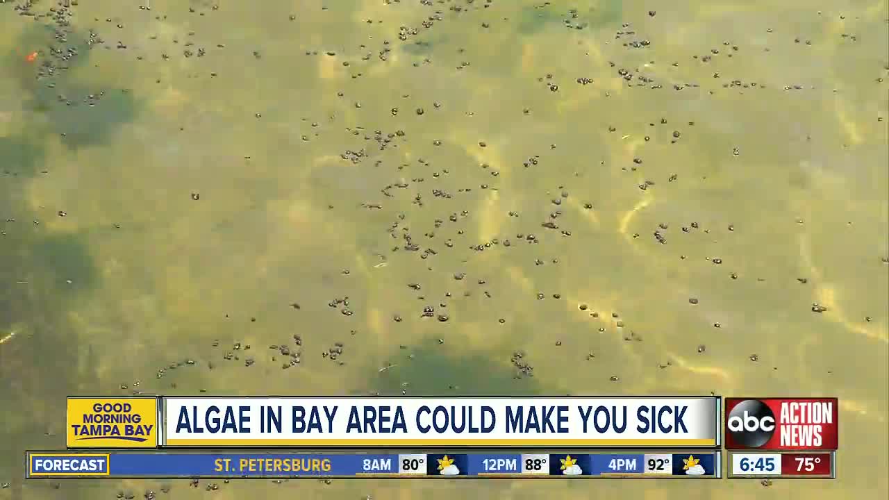 Blue-green algae bloom in Old Tampa Bay can make you sick