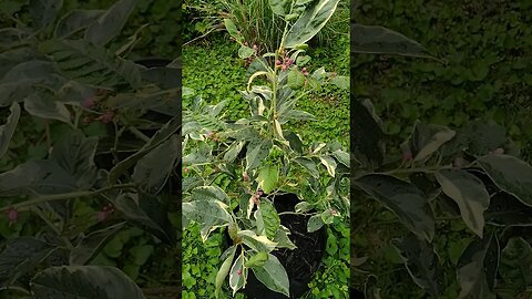 SUPER Exciting!!! #PinkVariegatedLemon #LemonTree #plants