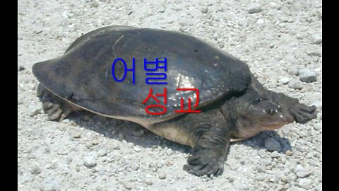 북아메리카北米 졸본 동명성왕 어별성교魚鼈成橋 Harrison Island Maryland최초 공개__