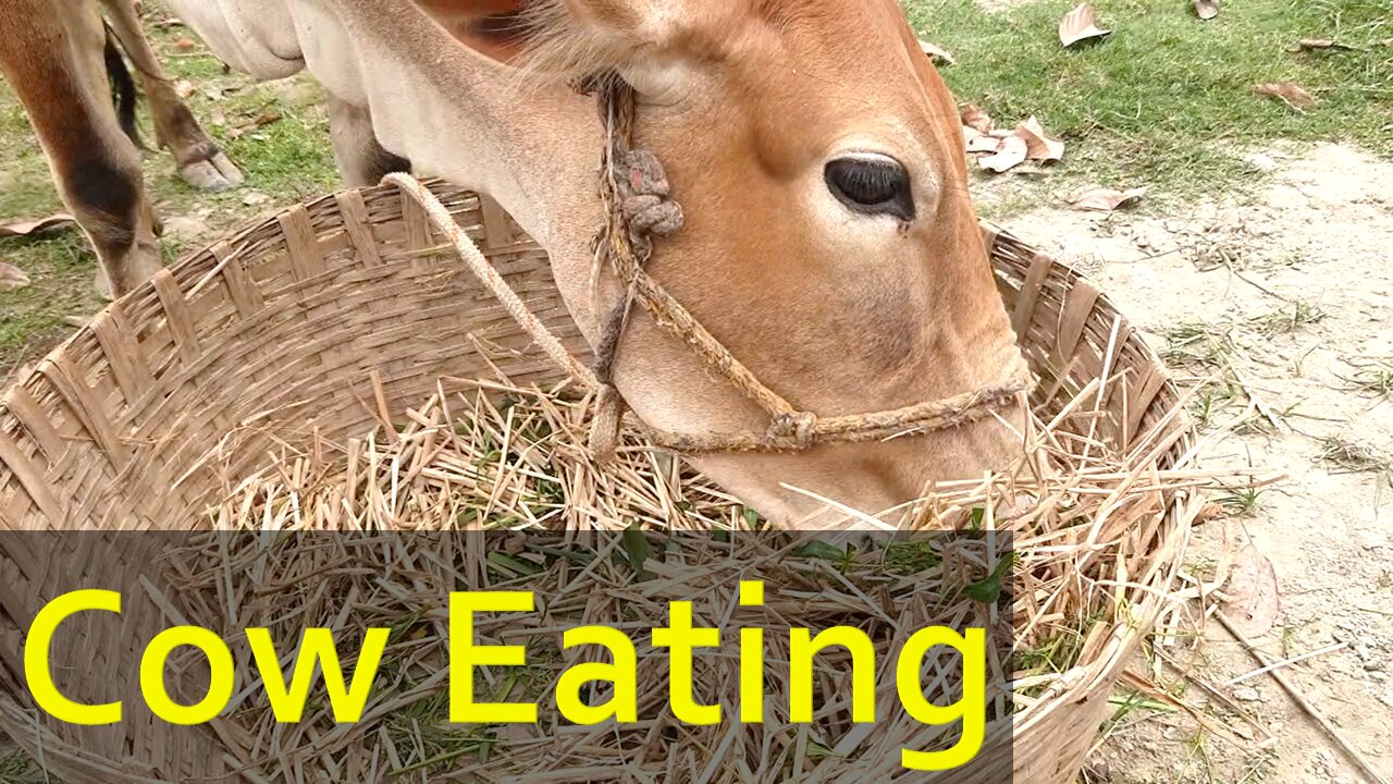 Beautiful Village Cow Eating Dry Grass | Cattle Eating Her Lunch