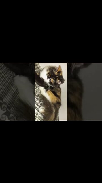 #cats #oreo #max #leo #catslover #youtubeshorts