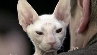 MAČKA JOJ JE POLIZALA OČI: A onda se probudila i doživjela ŠOK