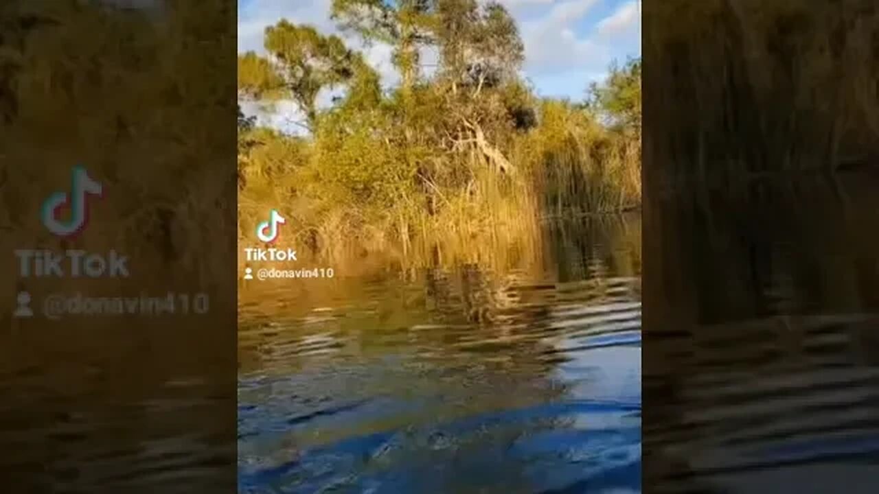 topwater Surprise