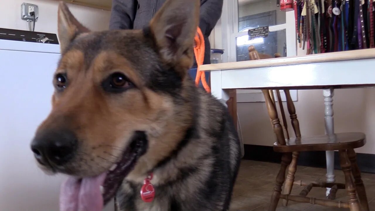 K-9 Stray Rescue League - Nate