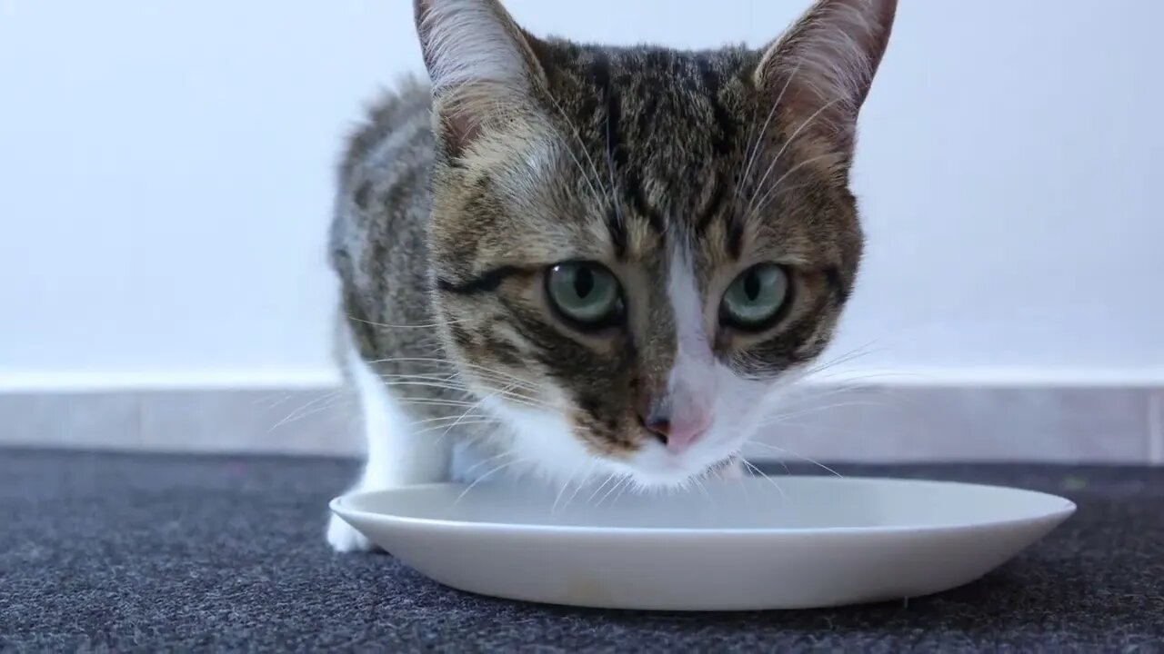 It Is Cat Dinner Time