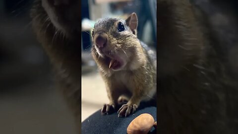 Chip Chip is always a nice visitor while working in the barn. #chipmunk #nature #food #pets #animals