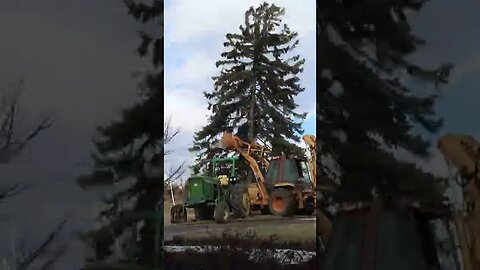 Huge Tree Nearly Fell on Busy Highway!