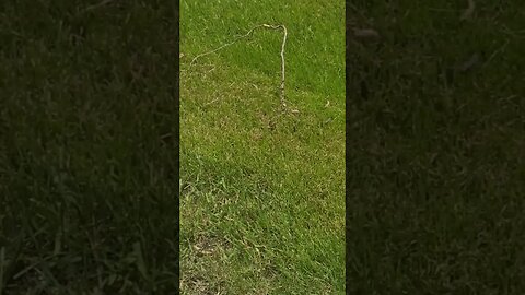 very very small stick #shorts