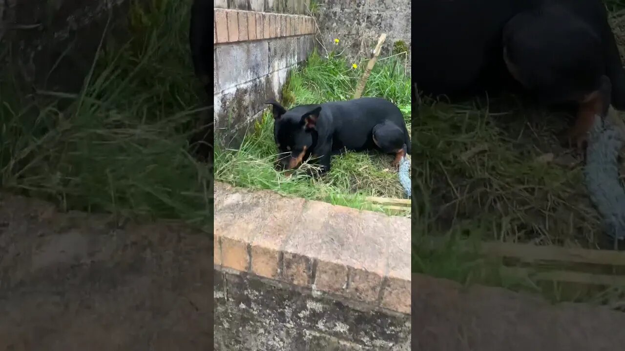 Rottweiler 😁 #shorts #short #viral #trending #subscribe