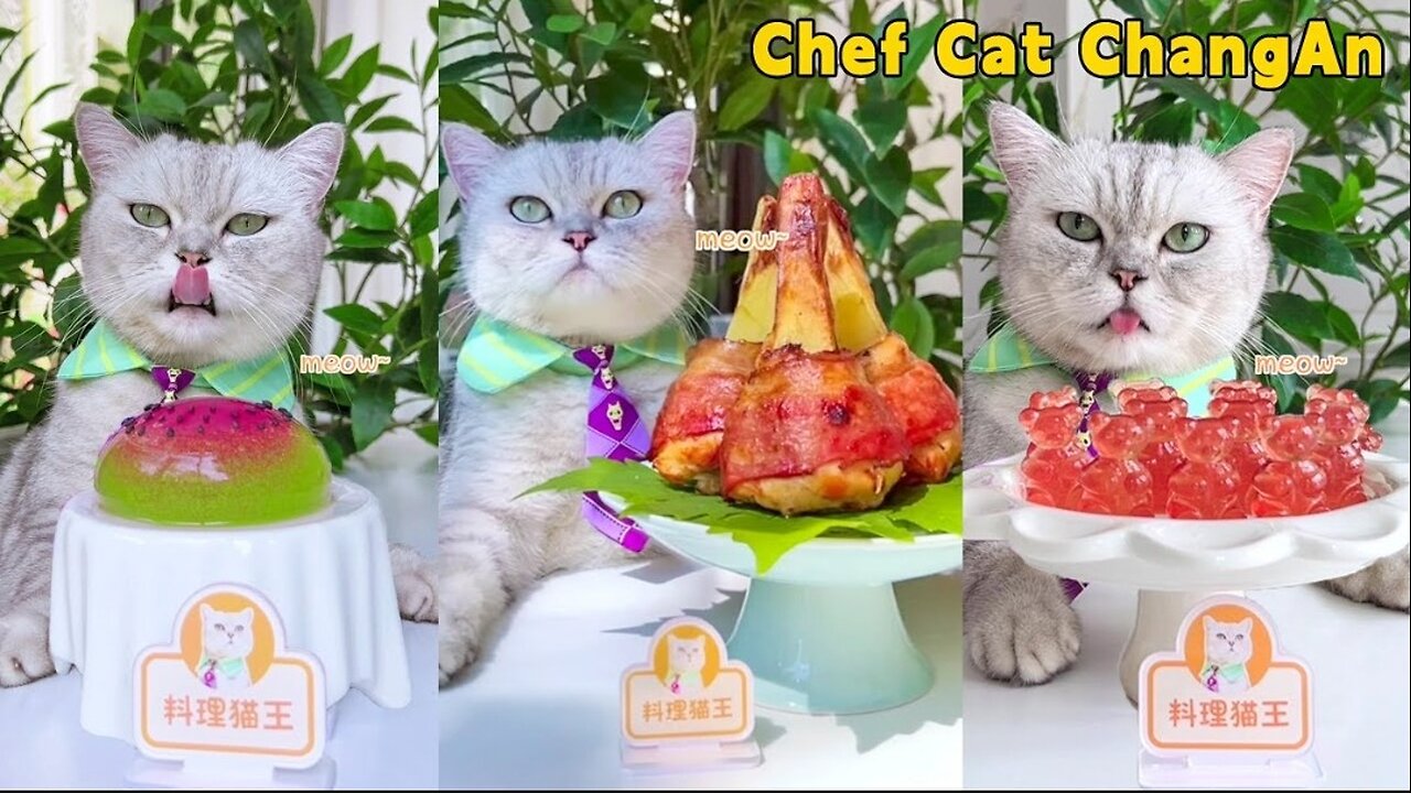 Chef Cat’s NEW FOOD Recipes Are Full Of Surprises!😻|Cat Cooking Food|Cute And Funny Cat