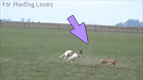 Fast and Furious Hare 🐇😱 | Vs Greyhound 🐕 Galgos y Liebres | Борзые и кролик ग्रेहाउंड बनाम खरगोश