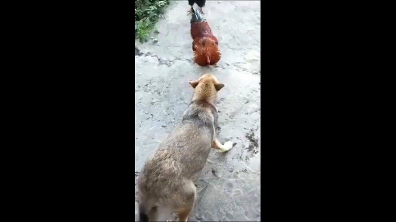 funny fighting | Hen Vs Dog | #shorts #funnyvideo #ytshort #cute #fight