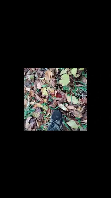 Must ID this mushroom???????? Little stumped Clitocybe ??