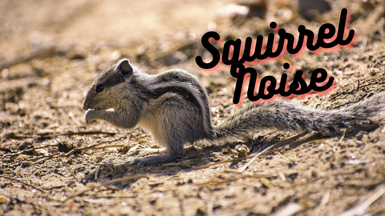 Squirrel Noise Sound Effect Video | Squirrel Sound By Kingdom of Awais