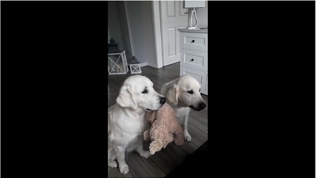 Dogs Take Turns Holding A Toy While The Other Receives Treats