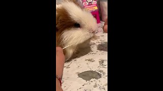 Little girl helps her pet guinea pig floss his teeth