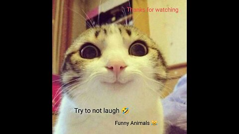 Try to not laugh 😂🤣 funny animals 😹