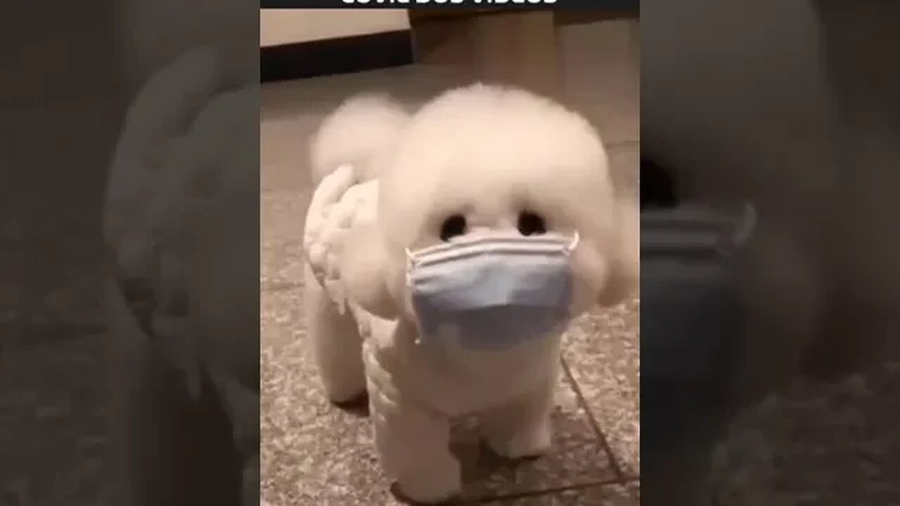 DOGUINHO CONTRA O COVID