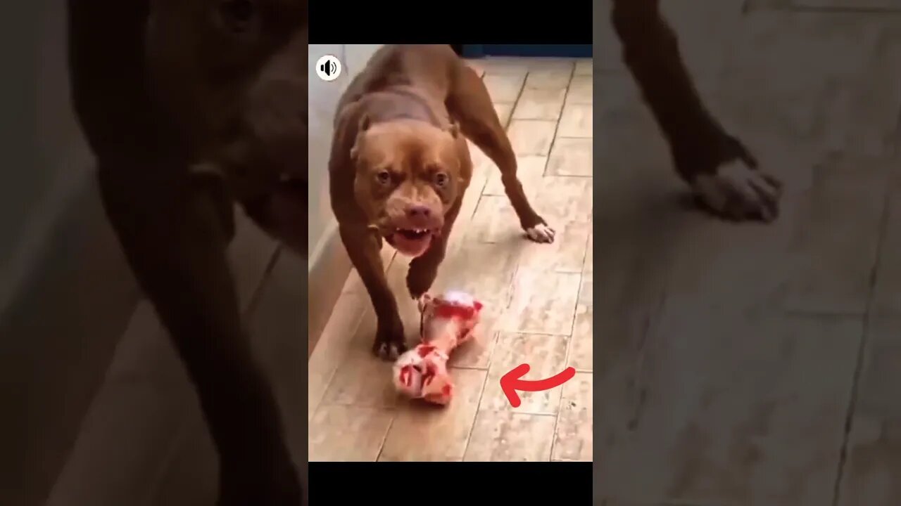 Not a step closer to my bone 🦴 #shorts #dog #pitbull #aggressive #growling #youtube #viral