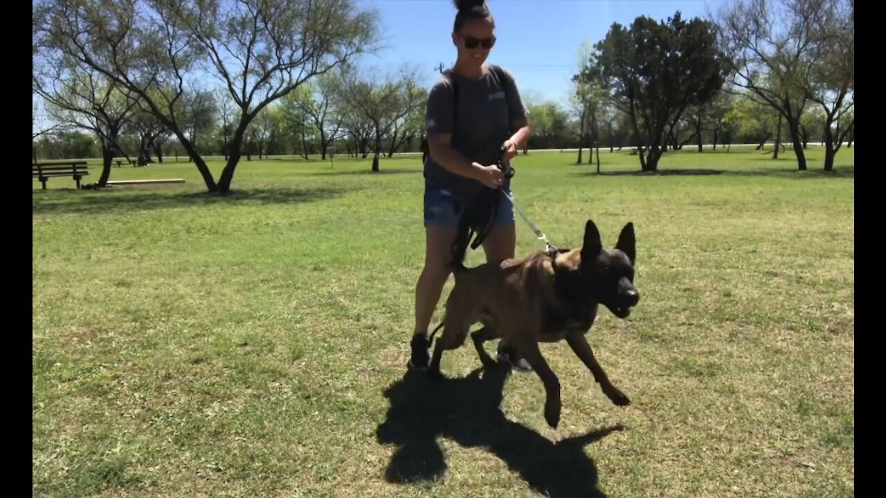 train your dog aggressively