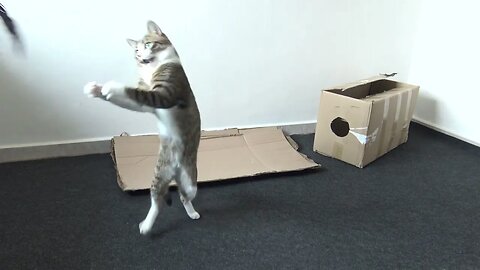 Jumping Cat Loves Playing