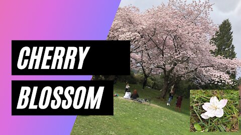 Cherry blossom vancouver canada
