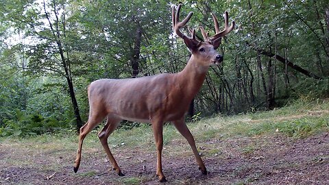 Deer and Bobcats