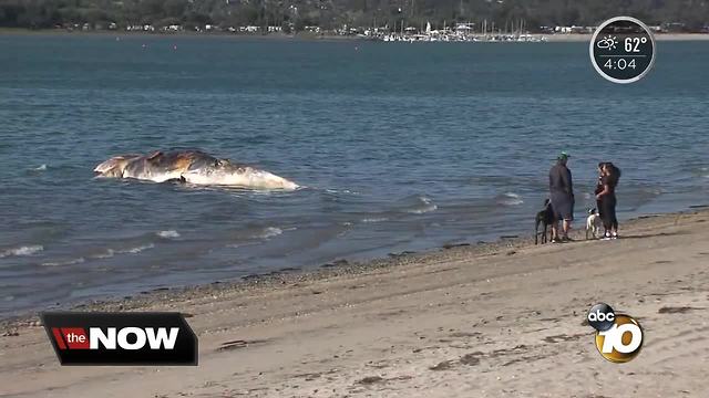 Beached whale towed to Fiesta Island