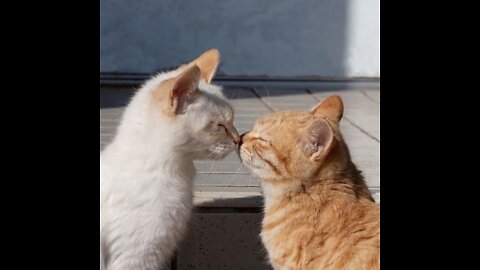 Baby Cats - Cute and Funny Baby Cat Videos Compilation Cutest Video