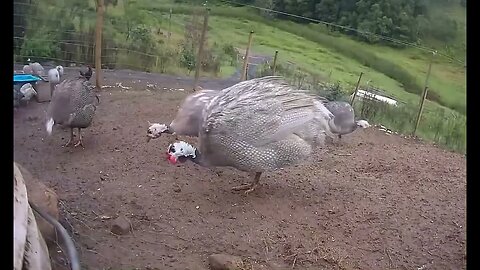 Farm surveillance of birds - Our guinea fowl