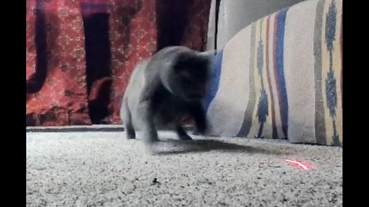 Percy the Panther and the Laser Cat Toy