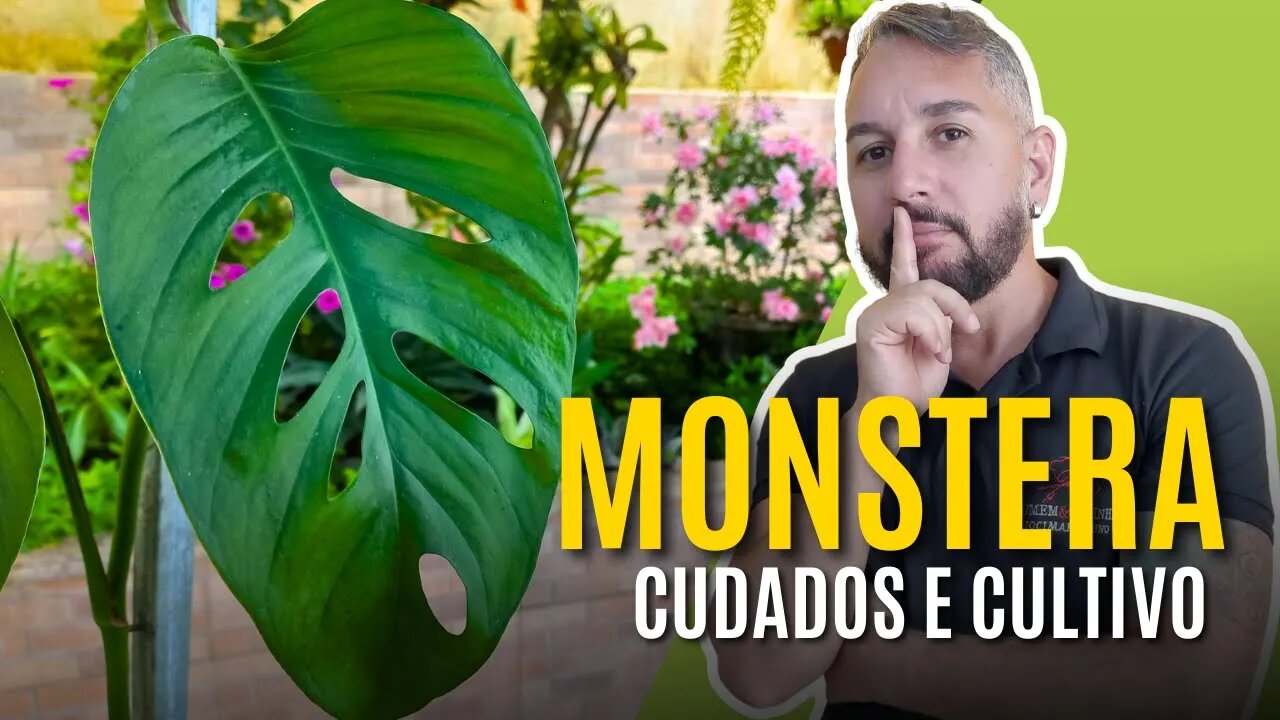 MONSTERA dicas de CUIDADOS e PLANTIO desta planta INCRÍVEL