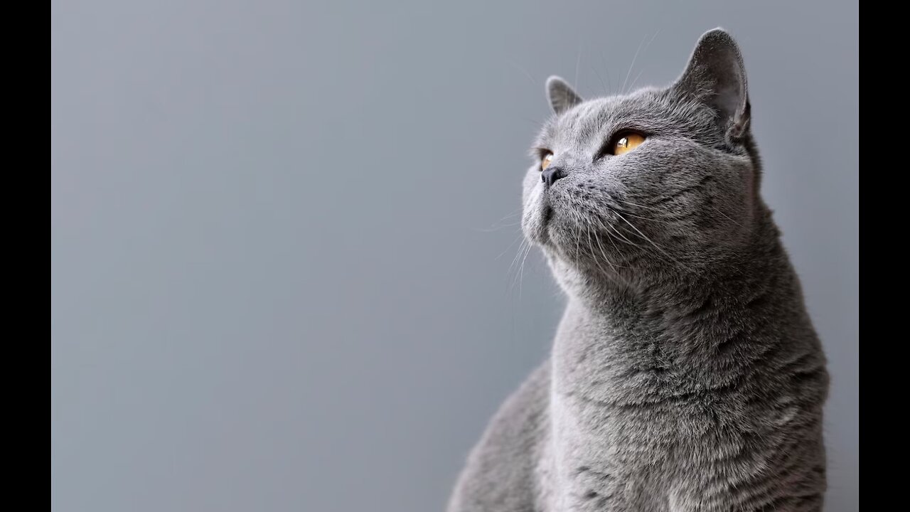 Funny cats & dogs