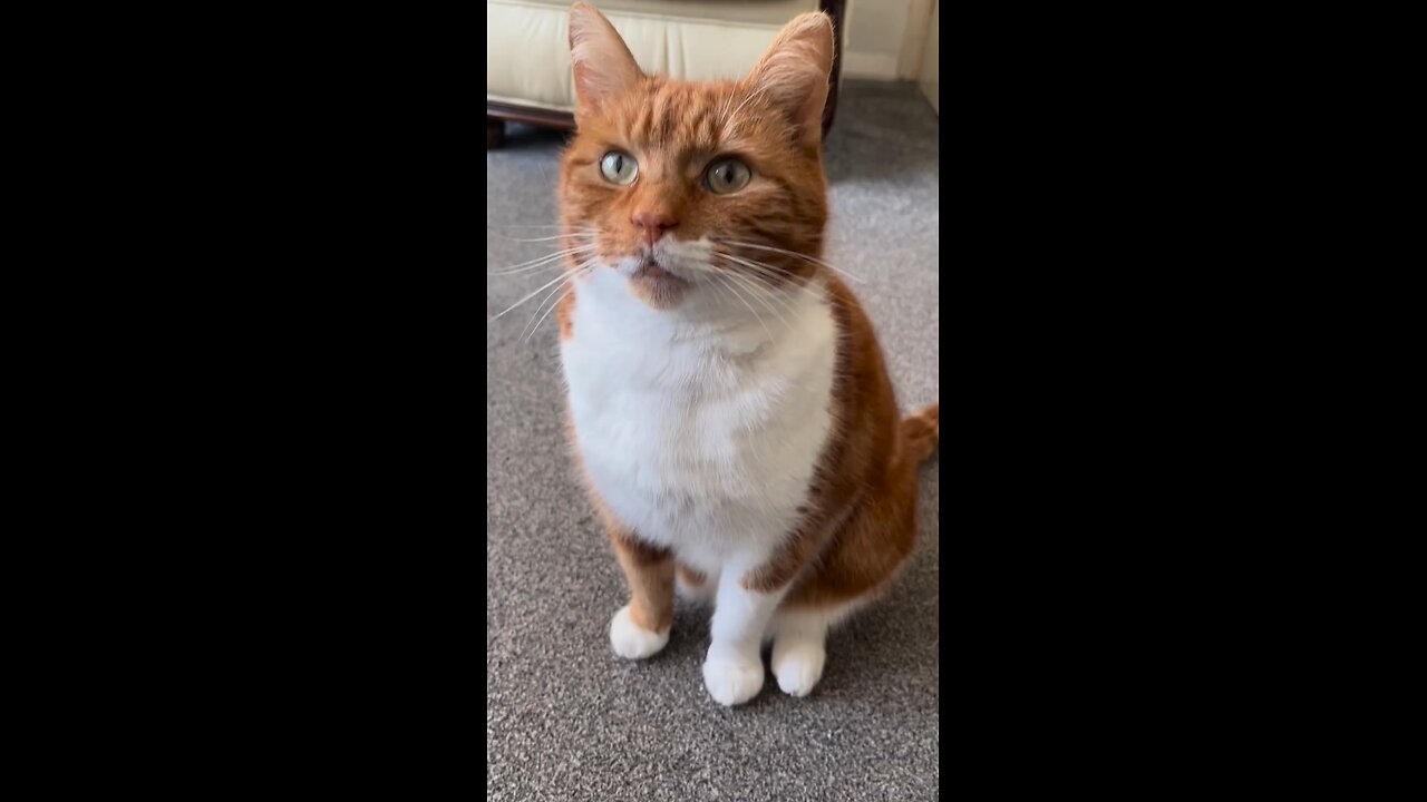cat lovers