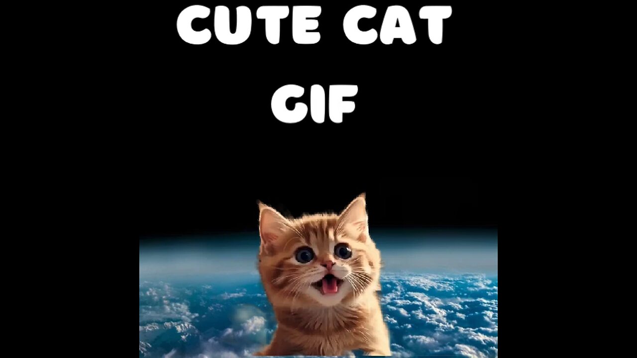 Cute Cat Gif