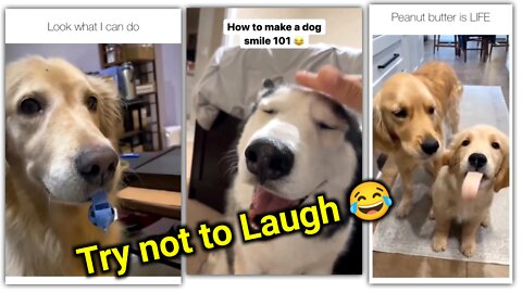 Funny dog videos try not to laugh 😂 | Funny Dog compilation