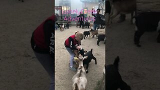 Feeding cute baby goats LonelyCreek adventures