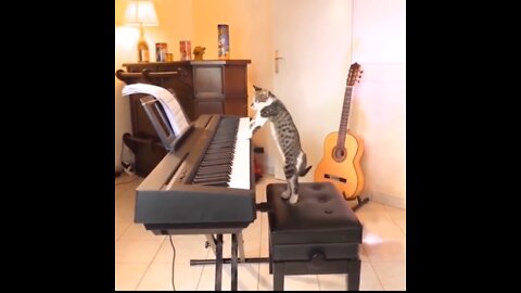 Musical cat's 😂 Funny videos