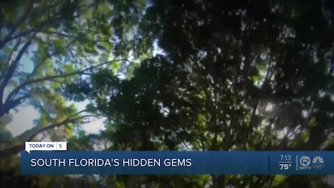 Hobe Sound Tree Canopies