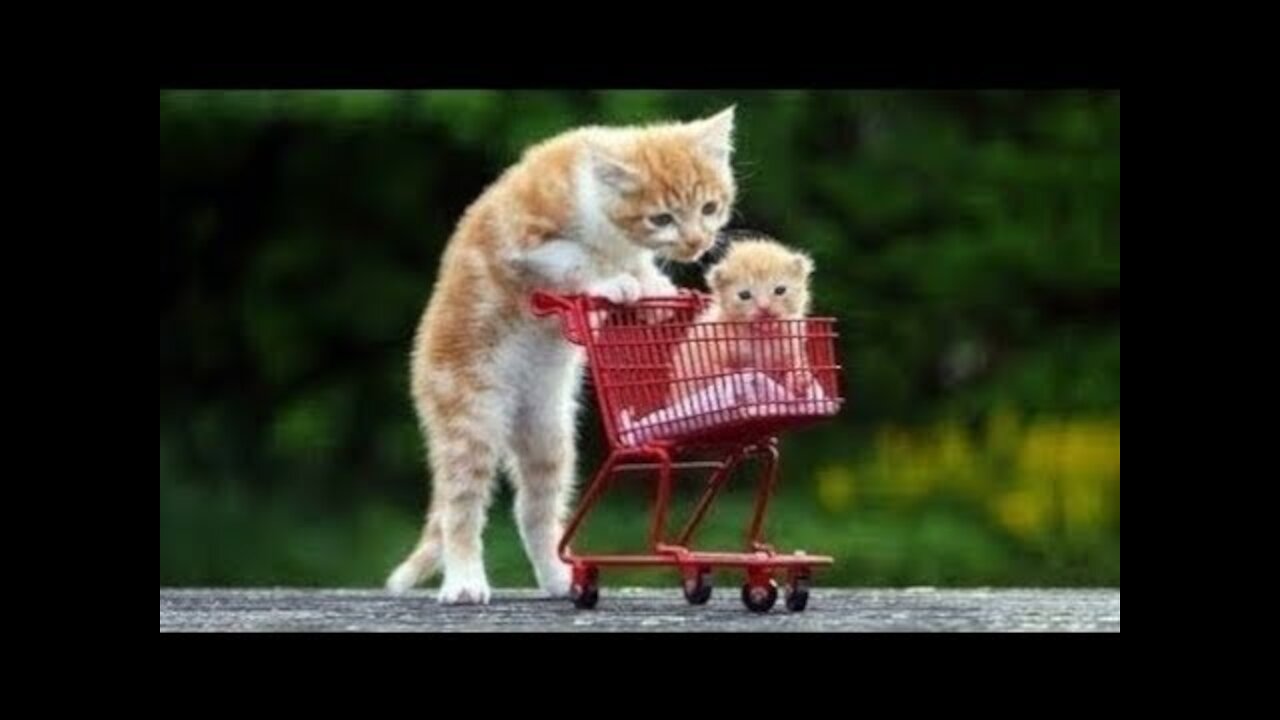 Amazing cat & funny Dog video compilation 2021