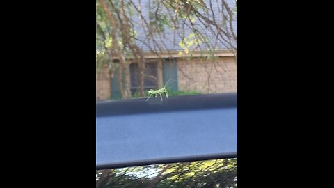 Bug on the Car