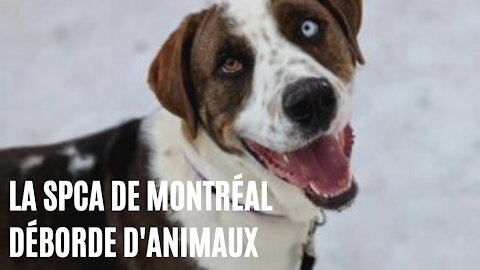 La SPCA de Montréal déborde d'animaux qui n'attendent qu'à être adoptés