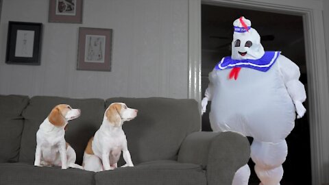 Dogs vs Dancing Marshmallow: Funny Dogs