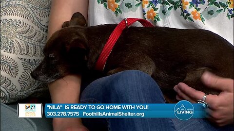 Foothills Animal Shelter- Nila Needs A Home