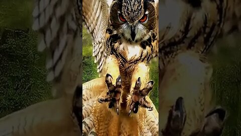 Owl! NFT 3D MP3 MP4 HD ART AI