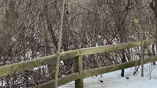 Cardinals are such awesome birds