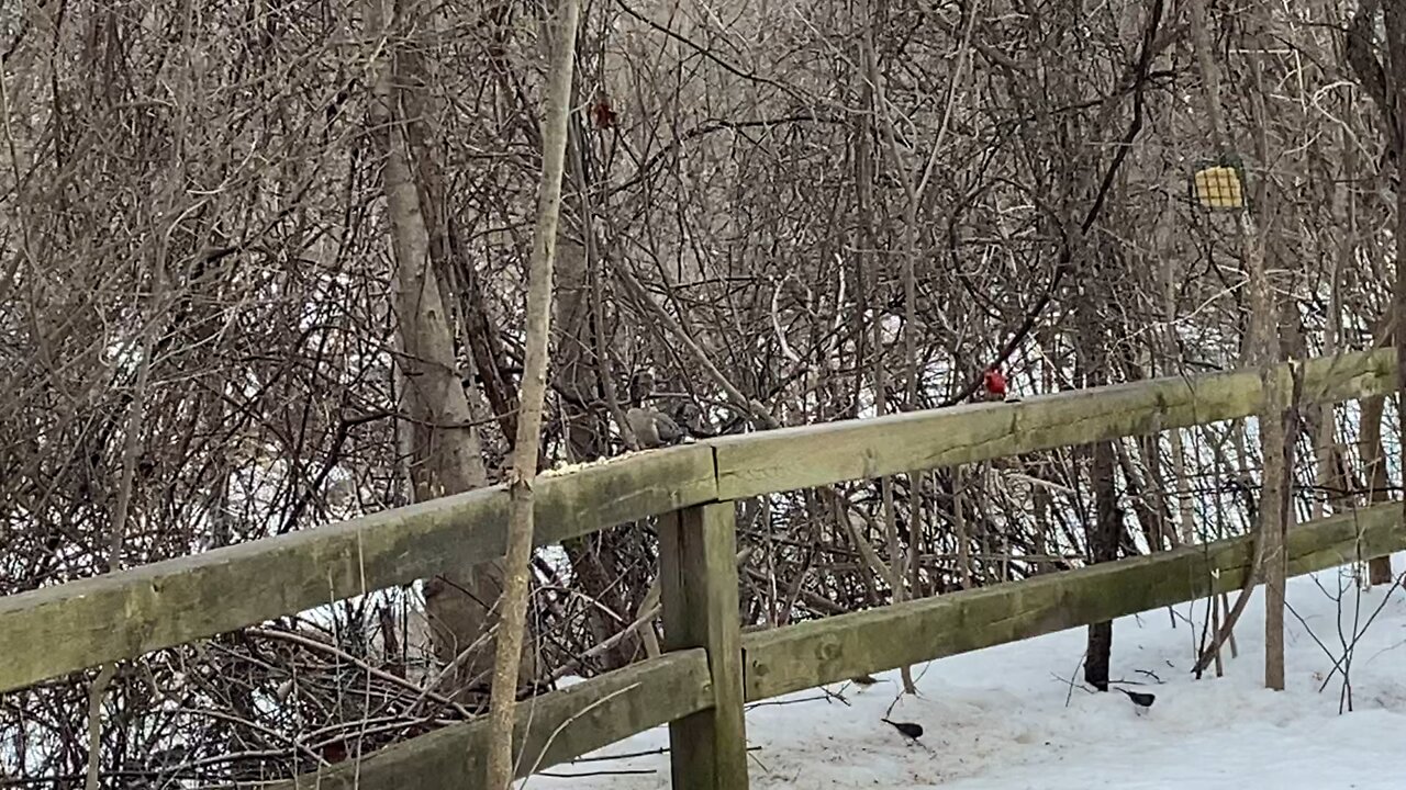Cardinals are such awesome birds