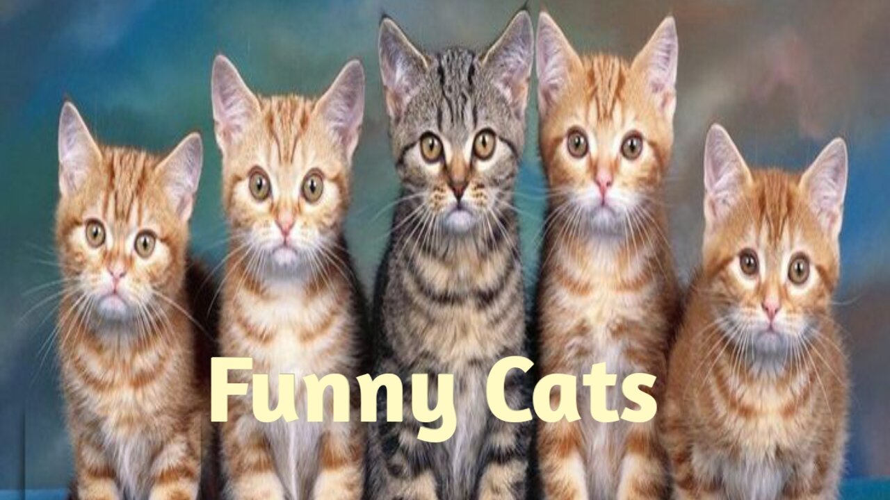 Funny Cats..!!